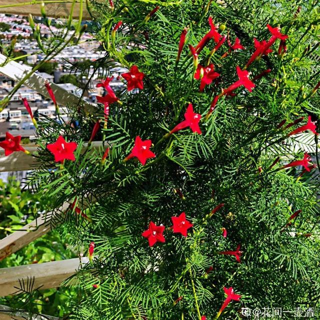紫薇花什么季节开花，紫薇什么时候开花（温度高也不休眠）