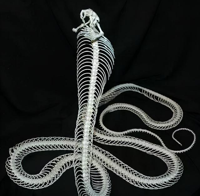 鼠和蛇在一起对谁不利,男鼠女蛇在一起好吗(卧室床头惊现剧毒眼镜王蛇