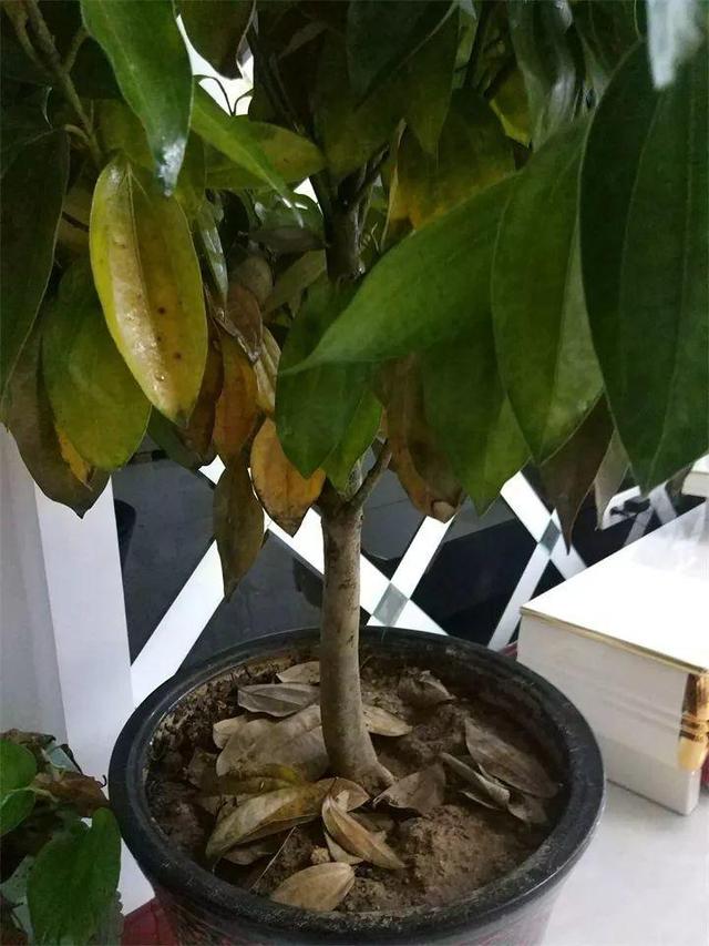 鹅掌柴的作用与功效，鹅掌柴的功效与作用（一养就能养20年）