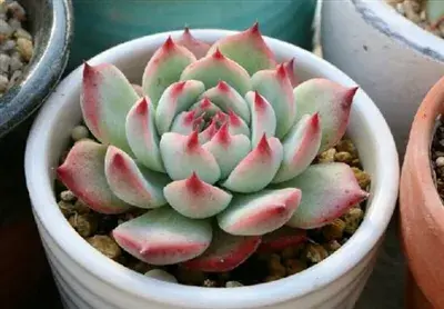 白牡丹多肉的养殖方法 白牡丹多肉优缺点 百花控 白牡丹多肉的养殖方法 白牡丹多肉优缺点 百花控