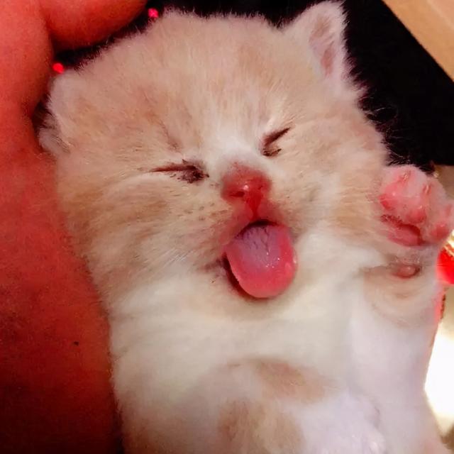 猫为什么总是吐舌头，猫一直吐舌头是生病了吗，猫为什么总是吐舌头（猫咪频繁吐舌头不是卖萌）