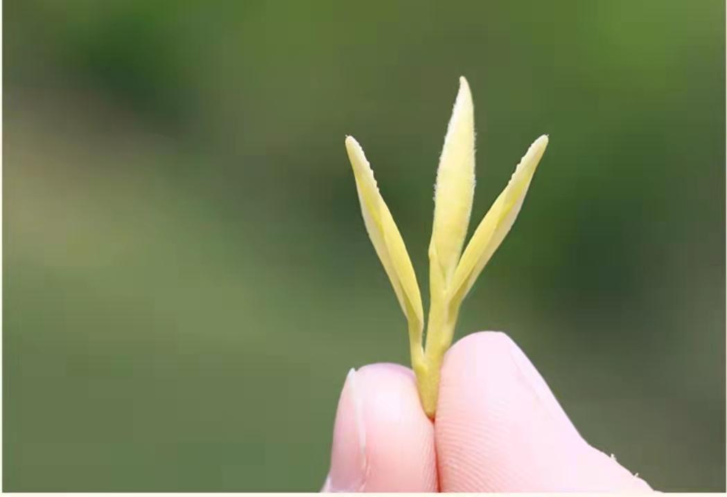 黄金芽属于什么茶（详解黄金芽茶档次和价格）