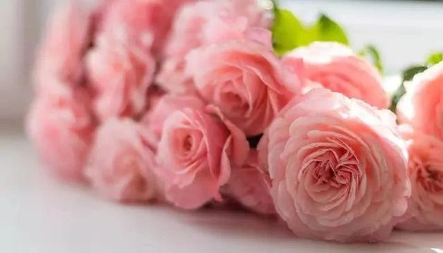 月季花的寓意和象征，月季花的寓意和象征花语（这9种生活中常见的烂漫之花）