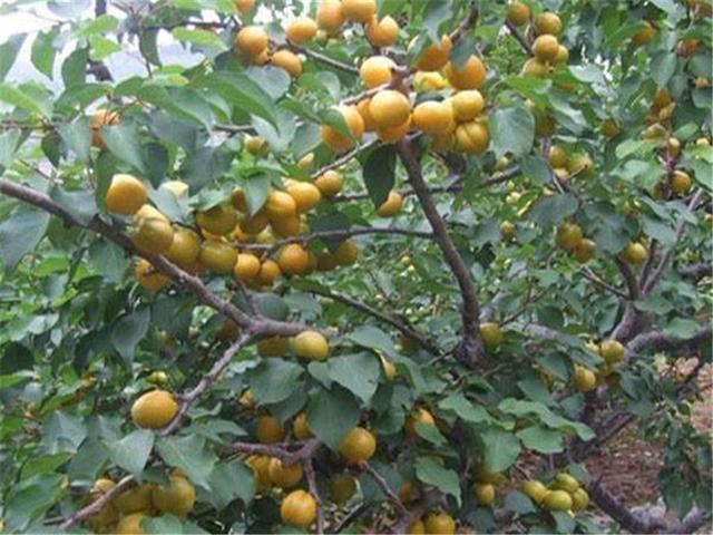 杏子的功效与作用及食用方法，杏子的功效与作用及食用方法禁忌（杏对于我们人体都有哪些好处）