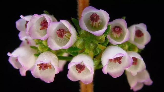 伯利恒之星花语,查自己的本命花(感受生活的温度<二>) 伯利恒之星花语,查自己的本命花(感受生活的温度<二>)