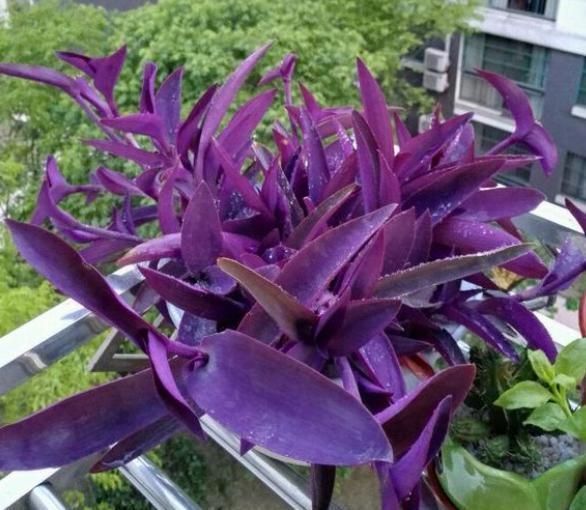 紫竹梅的养殖方法和注意事项，盆栽紫竹梅怎么养（紫竹梅的养护“技巧”）