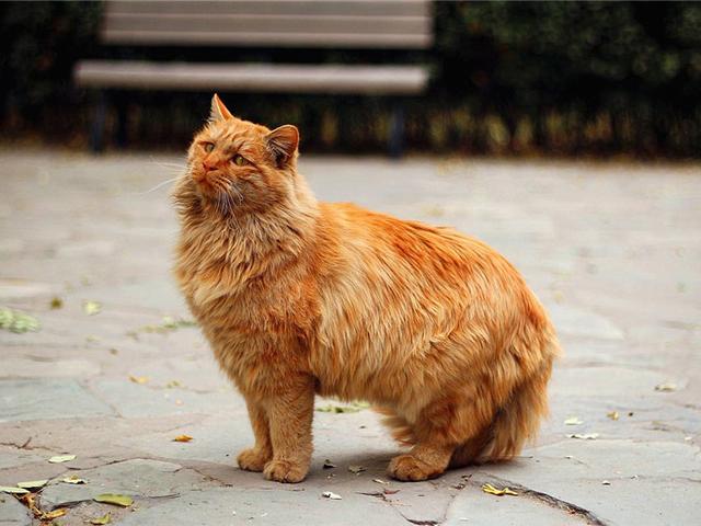 猫咪毛发颜色变黄是什么原因，气温、营养不良等原因都会导致其毛发变色