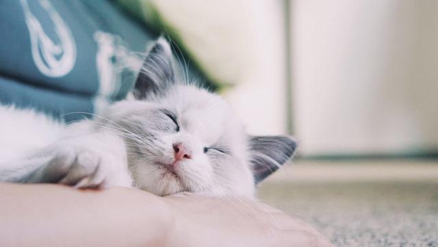 布偶猫头像微信，布偶猫头像（能吃两碗辣椒）