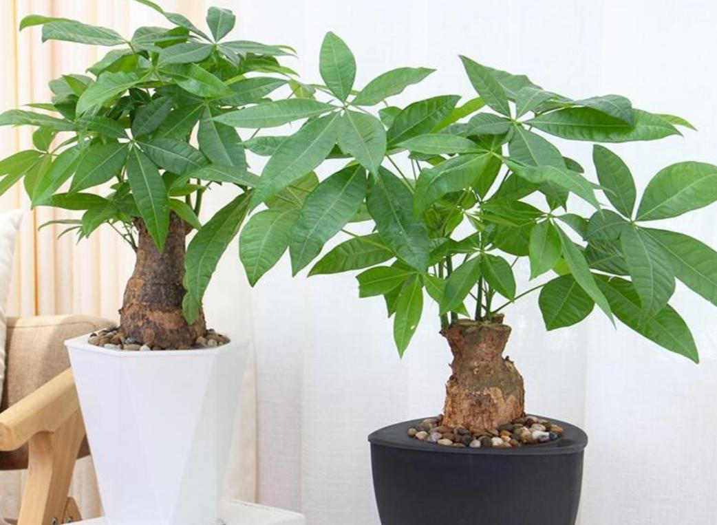 马齿苋多少钱一棵，马齿苋药材价格（堪称“死不了”）