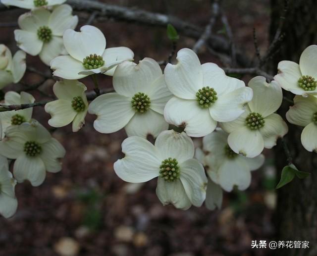 小花梾木的功效与作用，茉莉花的功效（<lai>木的四季）