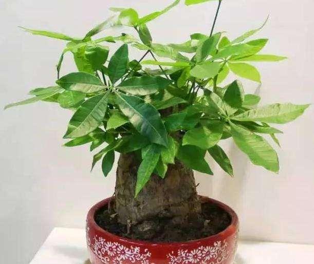 发财树烂根还能活吗，分清这2种情况，它还能救活