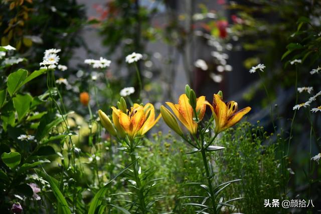 百合几月份开花，百合花什么时候开花（盛开在初夏的橙色花园）