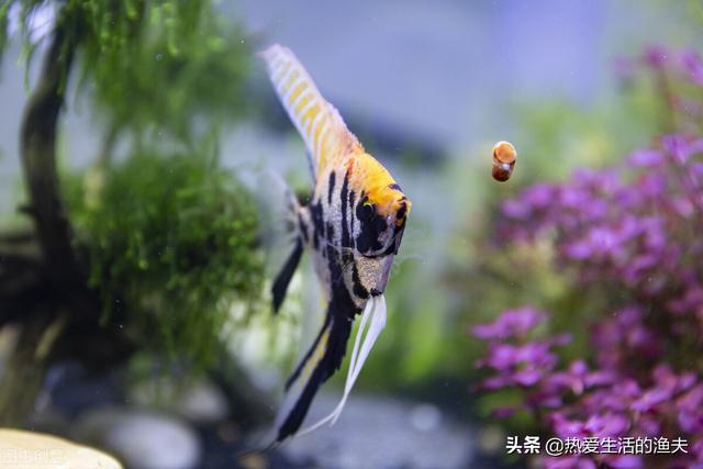 鱼如何排泄，鱼是在哪里排泄的（只靠螺和清道夫清理鱼便便）