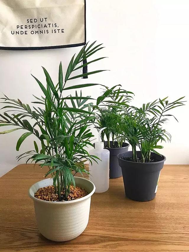 绿萝好养吗,绿萝怎样栽培(绿萝竟然排在倒数第1) 绿萝好养吗,绿萝怎样栽培(绿萝竟然排在倒数第1)