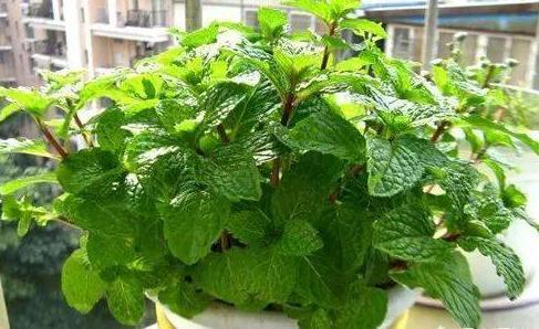 盆栽薄荷怎么养，薄荷盆栽怎么养（一年四季这样做）