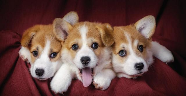 威尔士柯基犬怎么介绍，威尔士柯基犬属于什么犬（威尔士柯基犬）