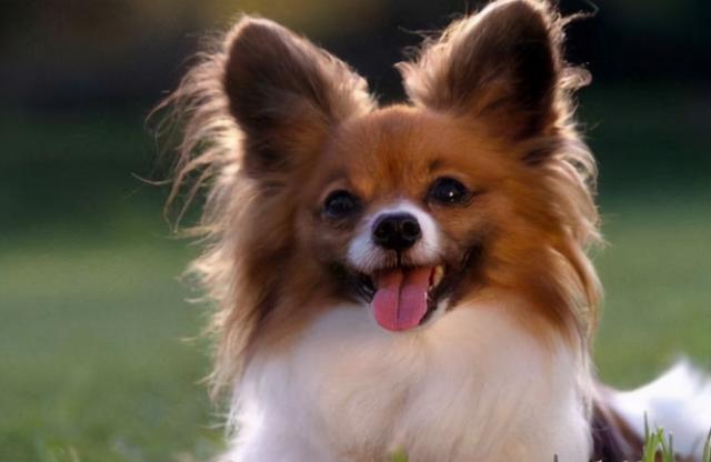 适合家养的中小型犬是什么，适合家里养的中型犬有哪些（占地不大而且还忠诚）