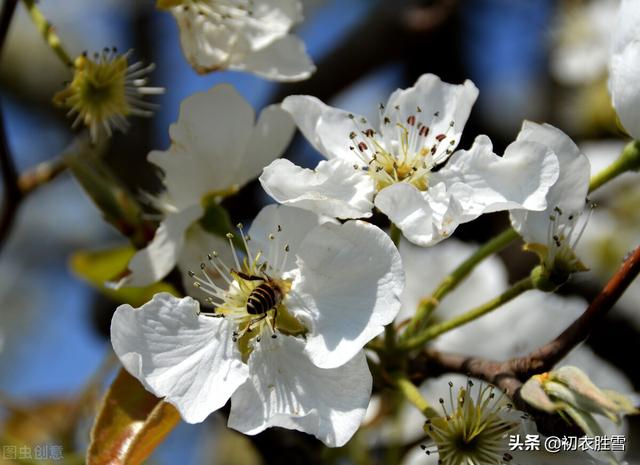 寓意是什么的意思，寓意的意思是啥（可以和李商隐的无题媲美）