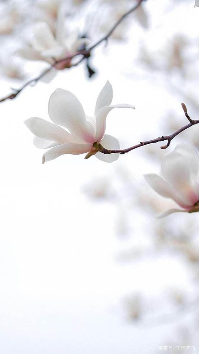 玉兰花花语，玉兰花花语和寓意（赞美玉兰花的诗词推荐）