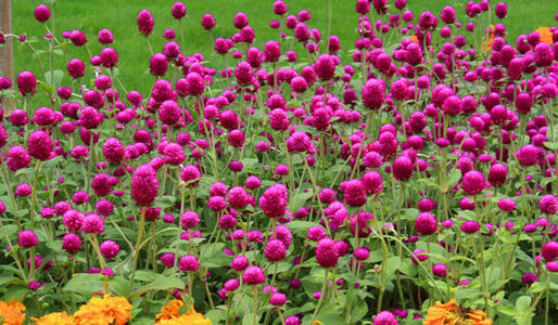 千日红花图片,花无百日红什么意思(中国南北各省均可栽培)