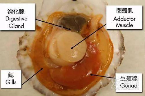 带子和扇贝的区别，带子和扇贝有什么区别（可你知道它前世今生的冷知识吗）