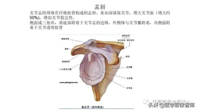 肩关节骨标志解剖图，全面掌握肩关节解剖