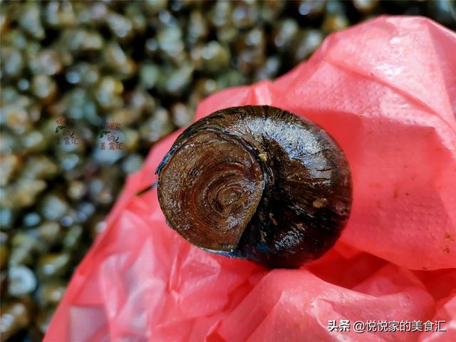 田螺和螺蛳的区别，田螺和狮螺的区别是什么（大个和小个到底哪种好）