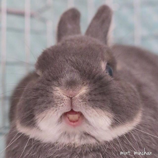 最近很火的兔子表情包，超可爱的兔子表情包，微信头像（minchan）