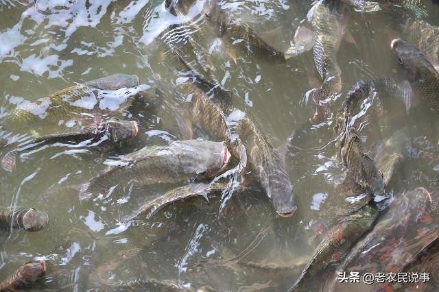 什么鱼吃鱼粪便，吃鱼粪便的鱼叫什么鱼（我国三种常见的垃圾鱼）
