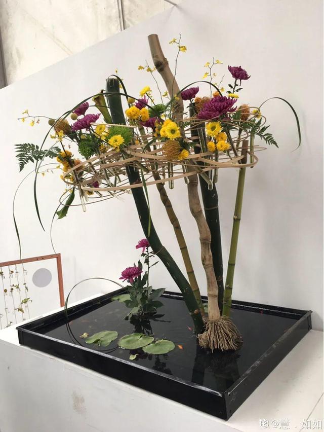 荷花有几种颜色，莲花有几种颜色分别是象征什么（1盆菊花售价1.2万）