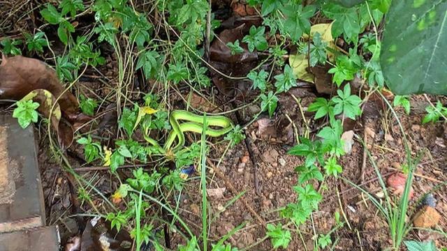 绿色的蛇叫什么蛇，全身绿色的蛇是什么蛇（广东一公交车站旁惊现毒蛇竹叶青）