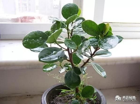 橡皮树的寓意是什么，花匠带你养花之橡皮树养护知识大全