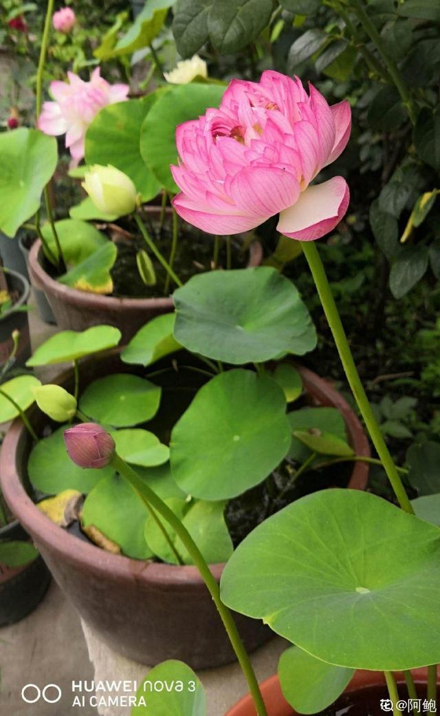 紫薇花什么季节开花，紫薇什么时候开花（温度高也不休眠）