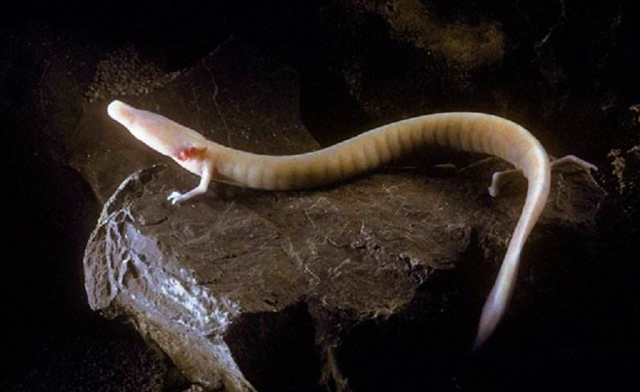 树懒和考拉的区别，树懒是什么动物（这种像龙的生物堪称地球最懒生物）