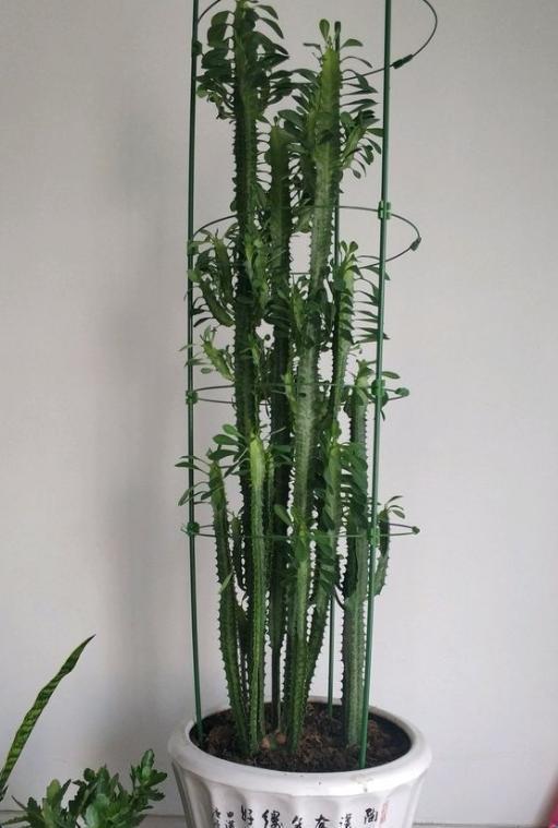 龙骨的植物开花吗几年开,龙骨植物会开花吗(做好4个基本)
