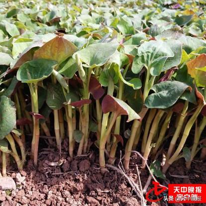 刺儿茶的功效与作用，刺儿茶的功效与作用及副作用（春天的馈赠 常见野菜大全）