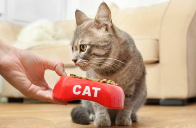 小猫的特点(猫咪的特点有哪些)