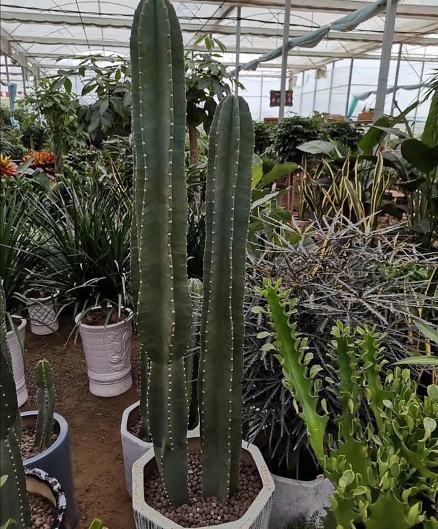 霸王鞭植物怎么养，霸王鞭植物怎么养好（掌握几个技巧）