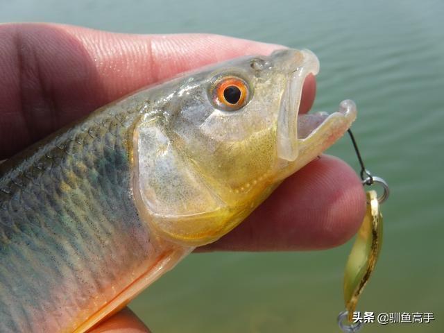 路亚马口用什么饵，马口鱼用什么路亚饵好（这些有意思的玩法）