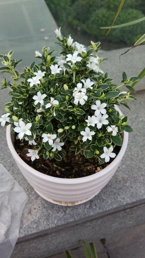 六月雪的功效与作用，“六月雪”和“六月霜”指的是哪几种植物