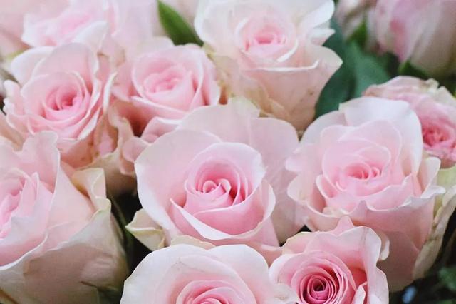 各种玫瑰花的含义，各色的玫瑰花有什么含意（一篇文章认全花店必备80种玫瑰花）