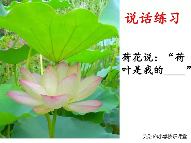 一什么荷叶一什么凉伞，荷叶是小雨的凉伞（小学部编版一年级下册语文课文13《荷叶圆圆》图文解读+知识点）