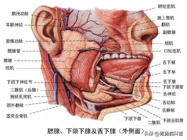 消化道:包括口腔,咽,食道,胃,小腸(十二指腸,空腸,迴腸)和大腸(盲腸