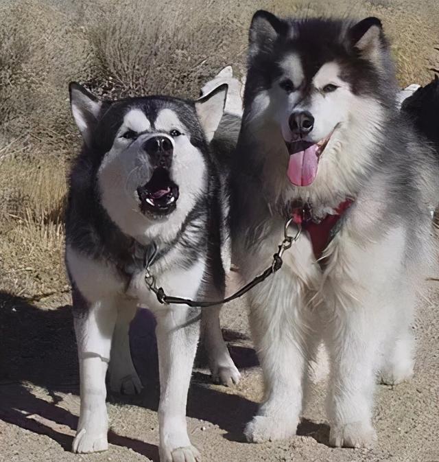 阿拉斯加和哈士奇的区别，阿拉斯加和哈士奇的区别哪个聪明
