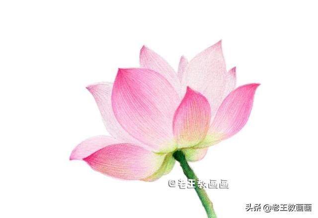 如何画荷花，如何画荷花国画（教你用彩铅画一朵荷花）
