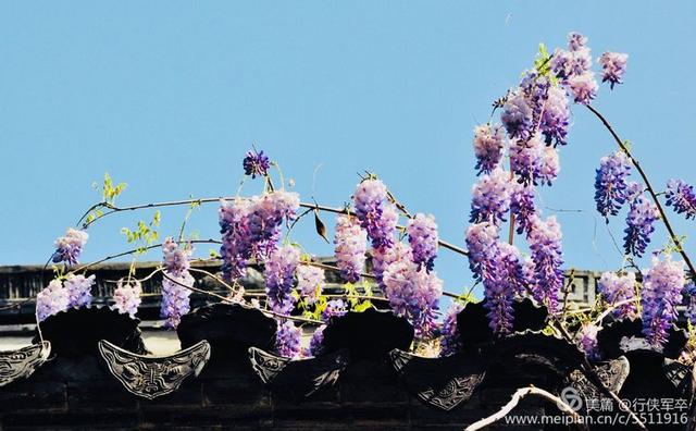 紫藤花的花语和寓意，紫藤花的寓意（我喜欢紫藤花）