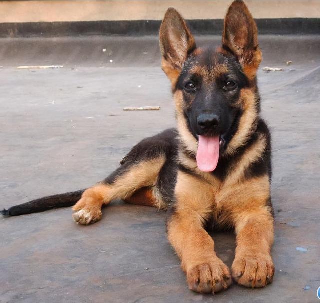 德国牧羊犬好养吗，德国牧羊犬好养吗怎么养（德牧经济喂养攻略分享）