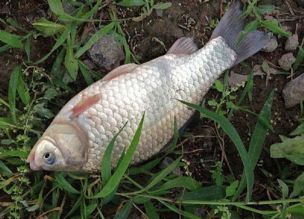 7种常见的鲫鱼品种，最好的鲫鱼是什么品种（这种头短体肥的白鲫）