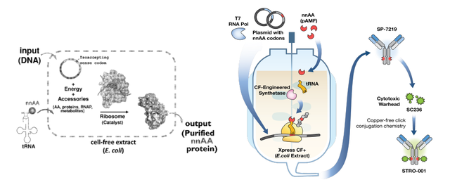 trna在哪里合成，tRNA在哪里合成（非天然氨基酸抗体偶联技术解析）
