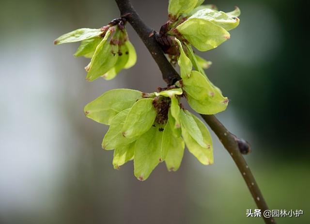 榆树叶，又是一年榆钱香（榆树叶子）